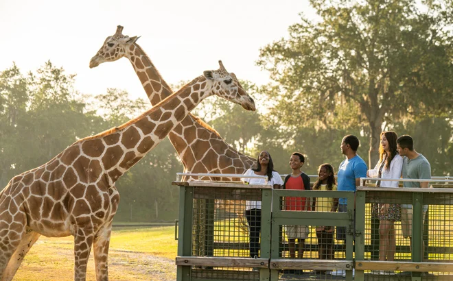 Guests on a viewing platform watch two giraffes at Busch Gardens Tampa Bay