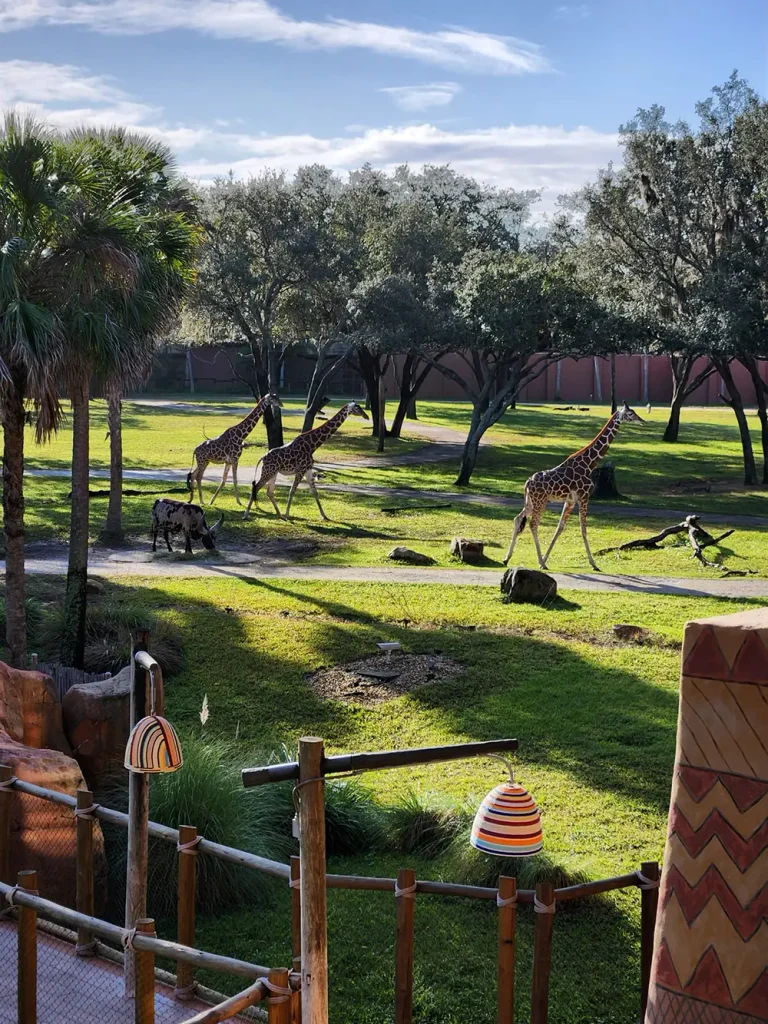 Three giraffes and a zebra walk on a grassy area with trees and sunlight, reminiscent of the stunning savannas at Disney’s Animal Kingdom Lodge. Decorative objects and a wooden fence are in the foreground, creating a perfect setting for families to enjoy. - Favorite Grampy Travels