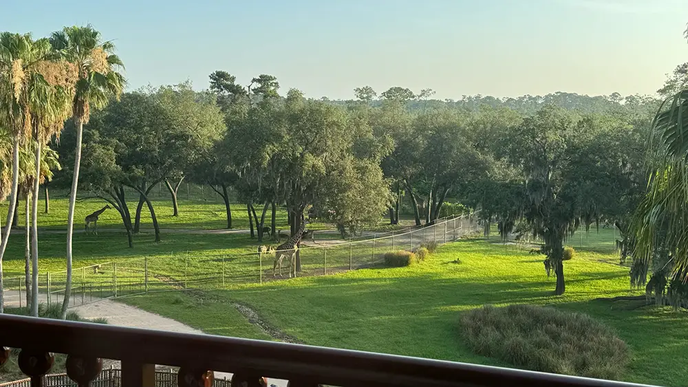 View from a balcony at Disney’s Animal Kingdom Lodge, overlooking a grassy savanna with several giraffes and dense trees under a clear sky, enclosed by a fence—a truly worth it experience for families seeking unforgettable moments together. - Favorite Grampy Travels